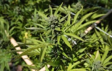 Marijuana leaves.