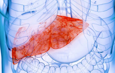 digital image of a liver in a human body